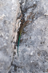 little colorful lizard resting in the stone