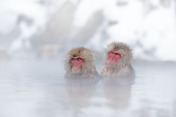 Family in the spa water Monkey Japanese macaque, Macaca fuscata, red face portrait in the cold water with fog, animal in the nature habitat, Hokkaido, Japan. Wide angle lens photo with nature habitat. - Powered by Adobe