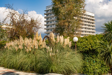 Abkhazia Pitsunda hot summer day on the coast