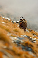 Chamois, Rupicapra rupicapra, on the rocky hill with autumn grass, mountain in Gran PAradiso, Italy. Wildlife scene in nature. Animal with horn in the habitat.