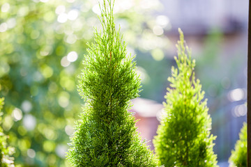 Closeup of green christmas leaves of thuja tree on green bokeh background. Twig of occidentalis ...