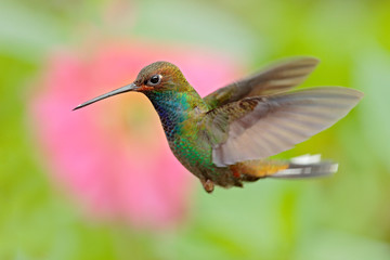 Fototapeta na wymiar Wildlife from tropic nature. Hummingbird with flower. Rufous-gaped Hillstar, Urochroa bougueri, on ping flower, green and yellow background, Bird sucking nectar from pink bloom, Colombia.