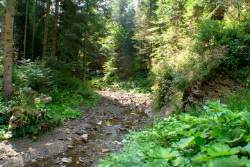 path in forest