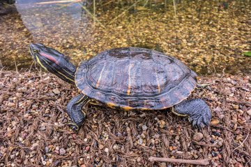 One red-eared aquatic turtle on the river bank