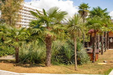 Abkhazia Pitsunda hot summer day on the coast