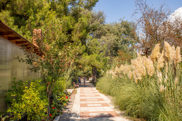 Abkhazia Pitsunda alley summer hot day on the coast