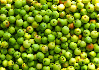 Green apples background, wild apples. Harvest