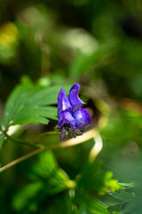 Variegated Monkshood, Variegated Monk's Hood or Manchurian Monkshood (Aconitum variegatum) similar to butterfly, very poisonous mountain flower