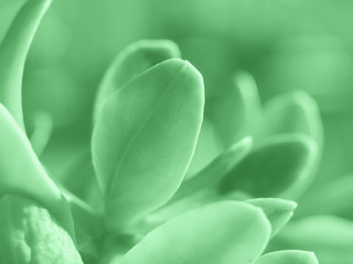 Macro shot of succulent green plant leaves growing outdoors. Mint green color of 2020