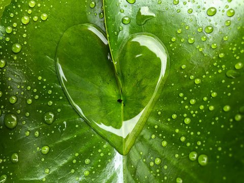 heart shape water drops on green leaf