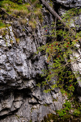 On high mountain path, rocky formations texture infested by plants and moss