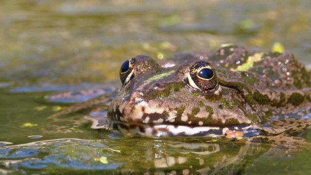 Green Frog in the River. Close-Up. Portrait Face of Toad in Water with Water Plants