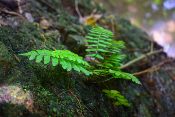 Green moss Born on a rock Is a group of single-celled algae or other algae combined When there is a lot, it will cause dirt. And create fibers Like to occur in humid places