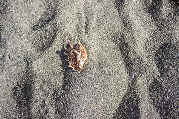 exotic shell lying on the warm sand on the beach, top view
