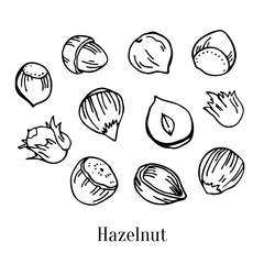 Set of different hazelnuts. Hand drawn outline vector sketch illustration