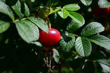 Large fruits of ripening decorative rose hips on a bush