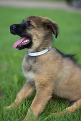 brown mestizo puppy on a green lawn