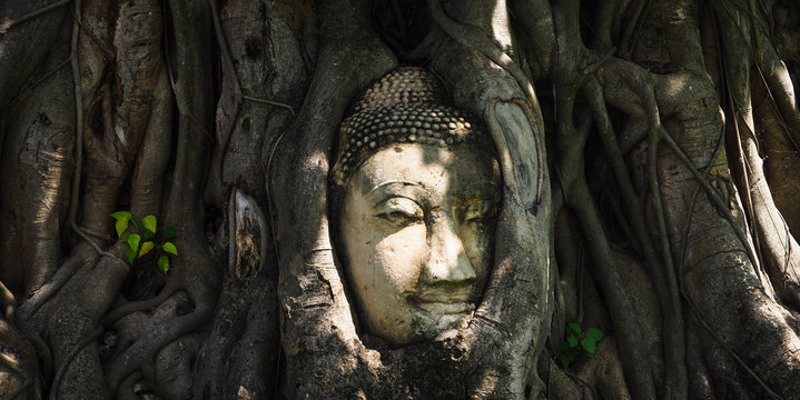 The ancient sandstone Buddha head with the root of the Bodhi tree at Mahathat temple.