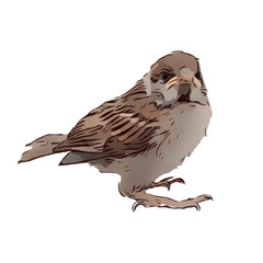 Bird hand drawn isolated illustration on white background