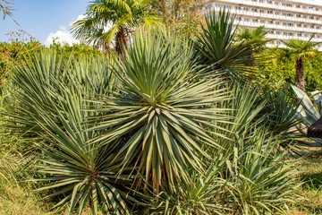 Abkhazia Pitsunda hot summer day on the Black Sea coast