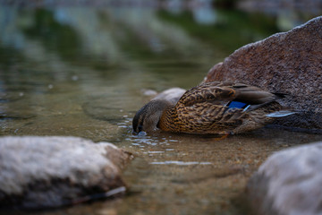 Dignified female mallard duck cleaning feathers and drinking cold mountain lake water