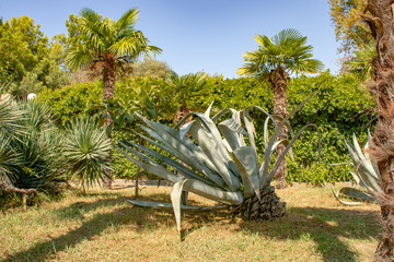 Abkhazia Pitsunda hot summer day on the Black Sea coast