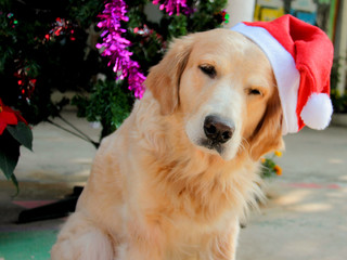 Golden retriever dog wearing Christmas hat