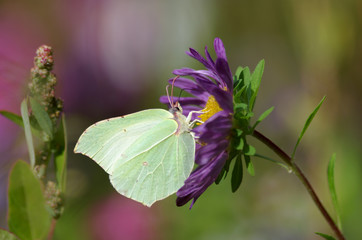 herbstblüte und zitronenfalter