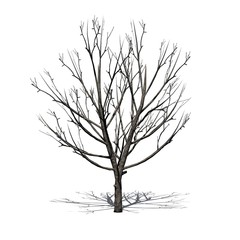 Obraz premium Bradford Pear Tree in the winter with shadow on the floor - isolated on white background