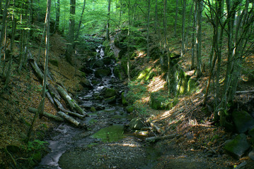 Mountain river in the forest