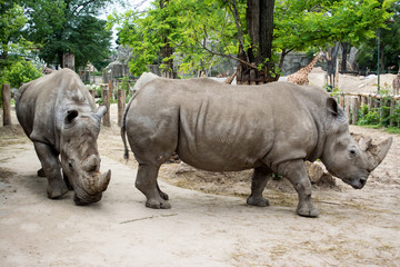Obraz premium Two rhinoceros