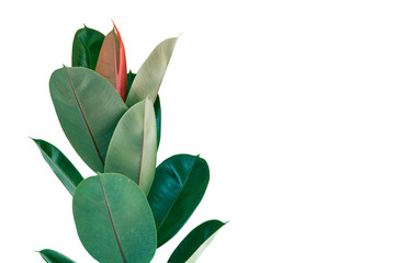 Rubber Plant Leaves on white background.minimal style