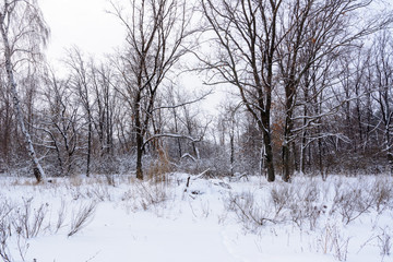 Obraz premium Winter landscape. Snowy trees, frost, big snowdrifts and snowfall.
