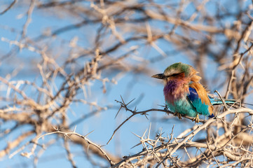 Closeup of a Lilac Breasted Roller - Coracias caudatus- sitting on a tree branch, in Etosha National Park.