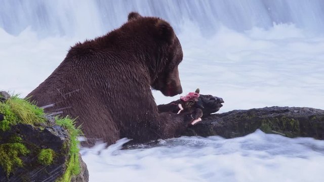 Large Alaskan brown bear