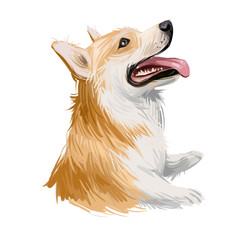 Welsh Corgi, Pembroke dog breed portrait isolated on white. Digital art illustration, animal watercolor drawing of hand drawn doggy. Pet with short legs and has bicolor coat, white and light ruddy