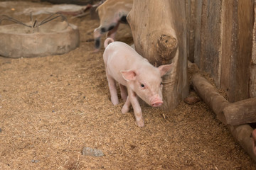 Many piglets are eating and lying on the farm of the farmers.