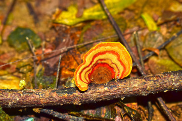 Naturally occurring mushrooms In forests with high humidity And mushrooms can also be used as food