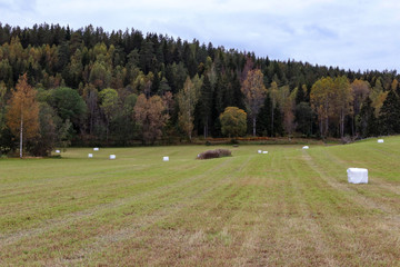 autumn field and trees against clouds