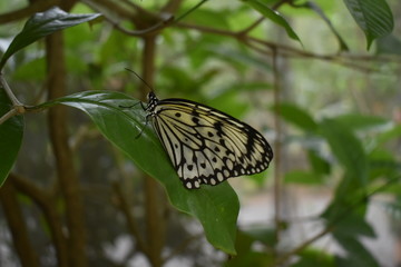 beautiful black and yellow butterfly sitting ona  leaf in forest