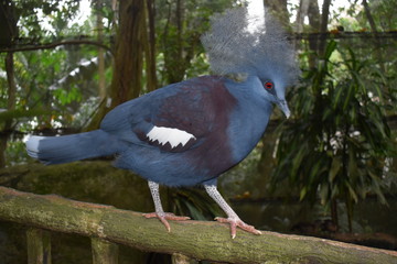 victoria crowned pigeon in bluish grey color