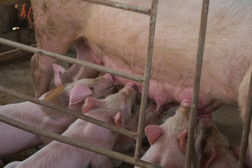 Many pigs are sucking mother's milk. And fought for milk as well
