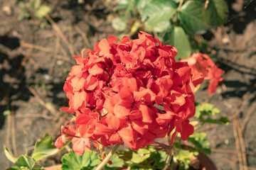 inflorescence of red color in the form of a ball growing in Abkhazia