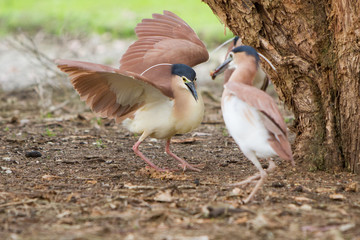 Nankeen Night Herons