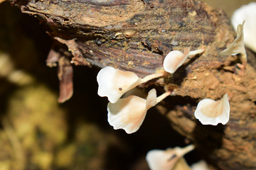 Naturally occurring mushrooms In forests with high humidity And mushrooms can also be used as food