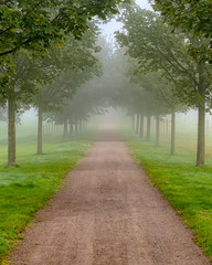 Fototapeta na wymiar Foggy Morning Country Tree Line Path