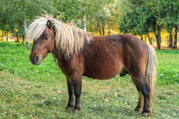 Brown pony with white mane on green meadow near forest