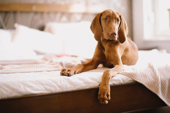 Vizsla dog lying on bed