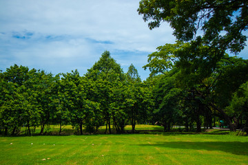 Nature grass green trees shaded suitable for relaxing at the chatuchak railway park