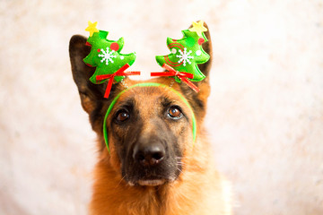 funny dog in a beautiful Christmas hat